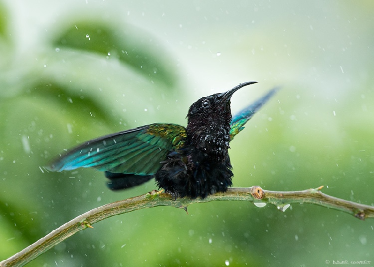 Colibri sous la pluie