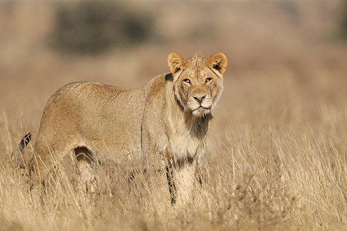 Lion du Kgalagadi Transfrontier Park (Afrique du Sud)