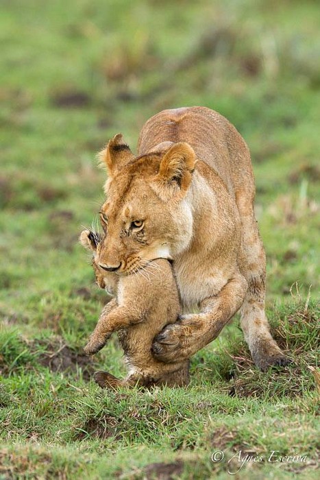 Lion Mara