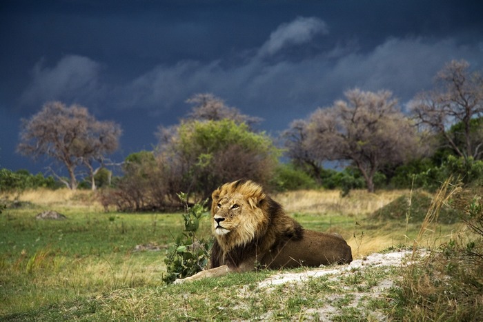 Christophe Courteau - Lion au Botswana