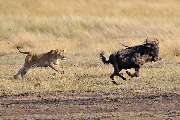 Denis Sekula - Lion chassant un jeune gnou