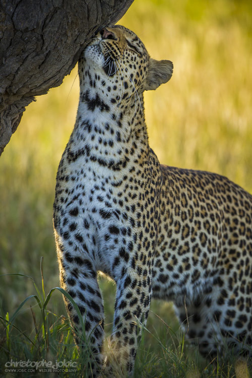 Femelle léopard à Savuti
