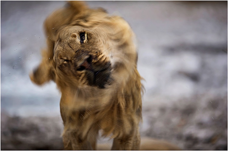 Pascal Clochez - Lion