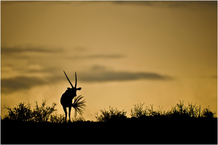 Pacal Clochez - Oryx